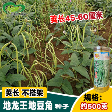 德跃达地龙王豆角种子 不搭架摘不败无架长豆角种子 早熟春夏长豇