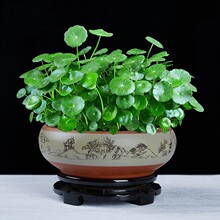 ˮ��ֲ���~�X�ݽ��X�ݎ��~���҃�ˮ�B���ܾGֲ�����k���ļ����B��