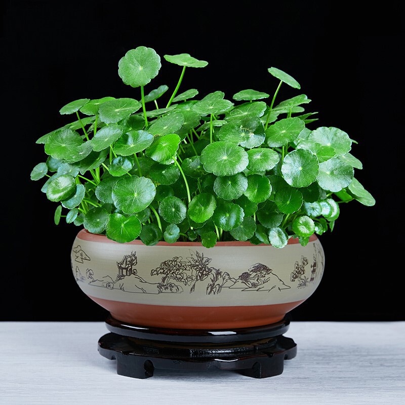 Hydroponic Plants, Copper Coins, Money Grass with Leaves, Indoor Water-Grown Florals and Green Plants, Potted Plants, Easy to Maintain in the Office in All Seasons