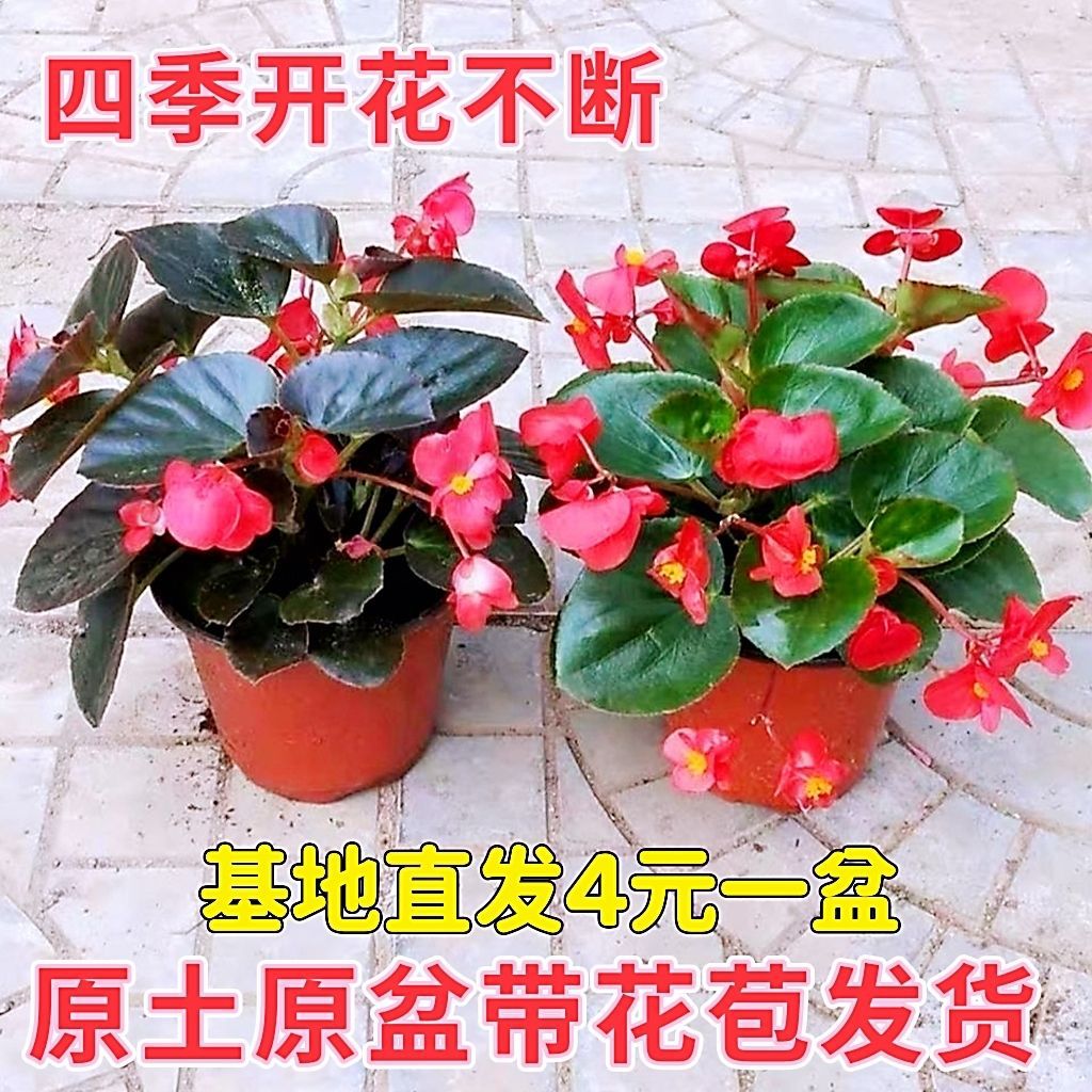 四季海棠花盆栽苗大花大叶秋海棠小花小叶玻璃翠室内阳台庭院易活