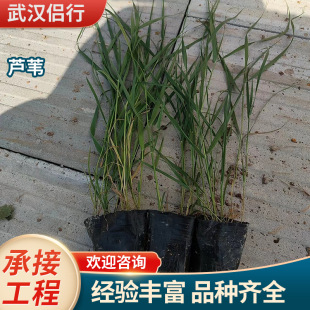 Reed Water Purification, Shrimp, Algae, Weeds, Aquatic Park Greening Base, Submersed Plants, Contracted Ecological Restoration Projects
