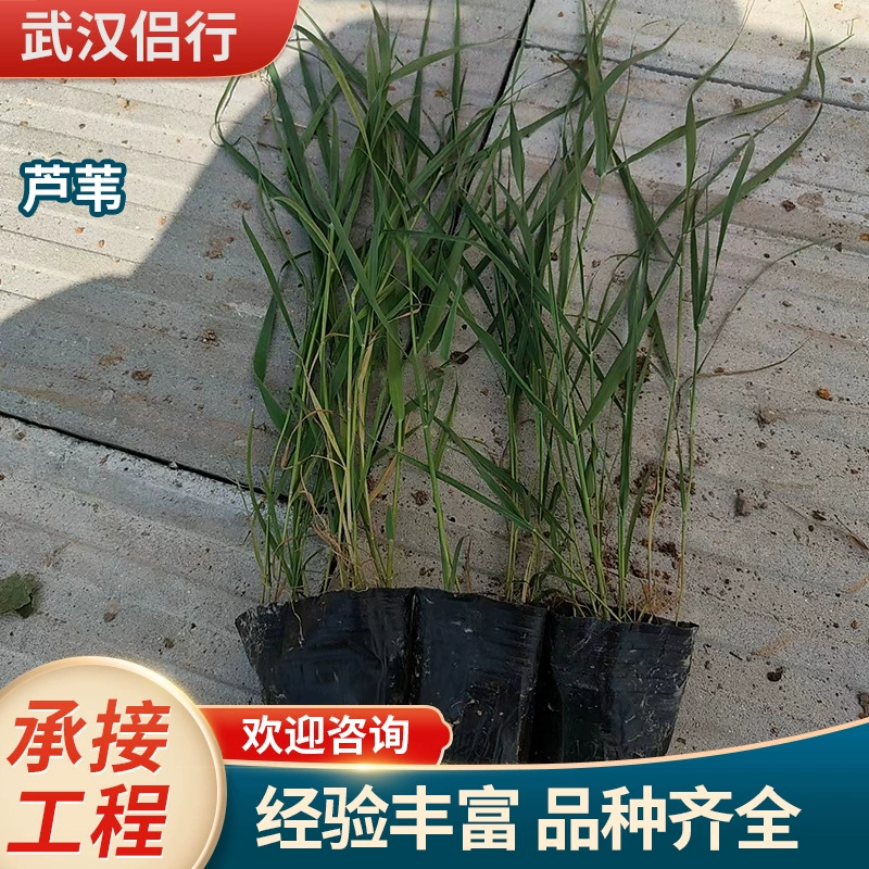 Очистка воды с помощью тростника, водоросли креветок, сорняки, база для зеленения аквапарка, проект экологической реставрации подводных растений.