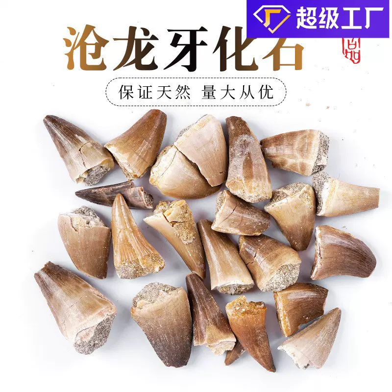 天然沧龙牙齿化石标本海洋古生物地质科普教学标本动物骨骼原石