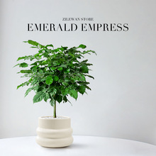 幸福树平安树绿植小盆栽办公室内吸甲醛客厅四季常青植物净化空气