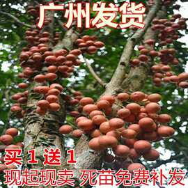 木奶果树苗 木奶果树苗厂家 品牌 图片 热帖 阿里巴巴