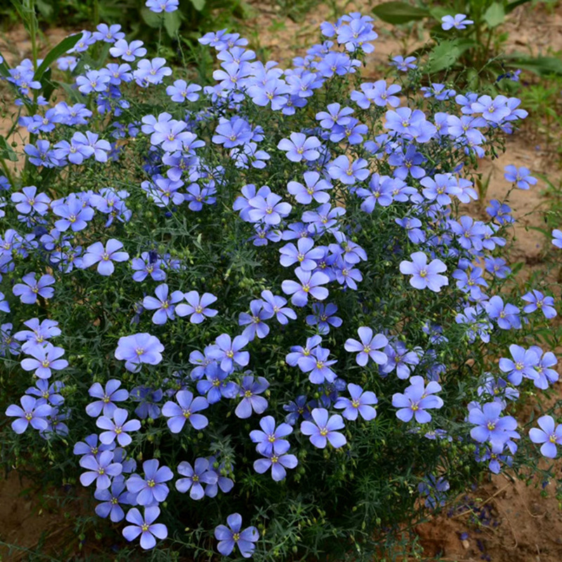 Semillas de flores, semillas de flores.
