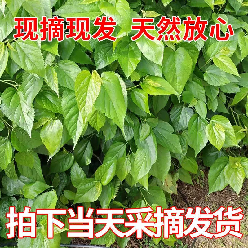 Свежие листья шелковицы для маленьких и больших шелкопрядов, нежные листья для детских шелкопрядов, корм для саженцев, свежесобранные, выращенные на ферме, специально для шелкопрядов.