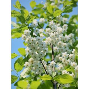 Wild Jasmine, Tuberose, and Camellia Saplings, Pendulum Flower, Strong-Scented Florals, Blooming in All Seasons, Cold-Resistant Courtyard Landscape Trees