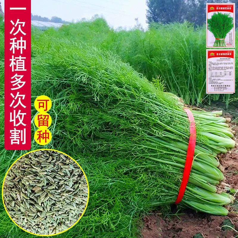 Семена фенхеля четырехсезонные, урожайность многоразовая. Мелколистные семена фенхеля посевные в любое время года. Семена фенхеля специального сорта.