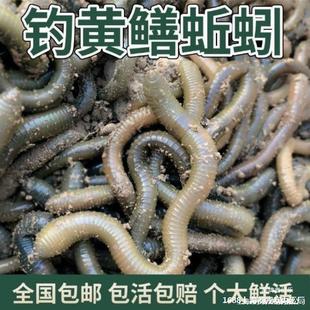 ���������l���D�~�D����S�X������~С���r��һ�����l��������