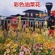 �^�p�Ͳ˷N���ﲥ���ܷN�Ӳ�ɫ�Ͳ˻��Ѷ����m�{�����@�G������