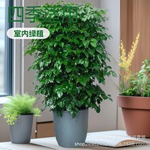 幸福树平安树大盆栽净化空气新家吸甲醛平安树四季常青发财树植物