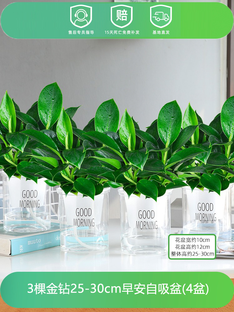 [4개 세면대 특별 제공] 25-30CM 골드 다이아몬드 3개 + 모닝 세면대 + 영양액