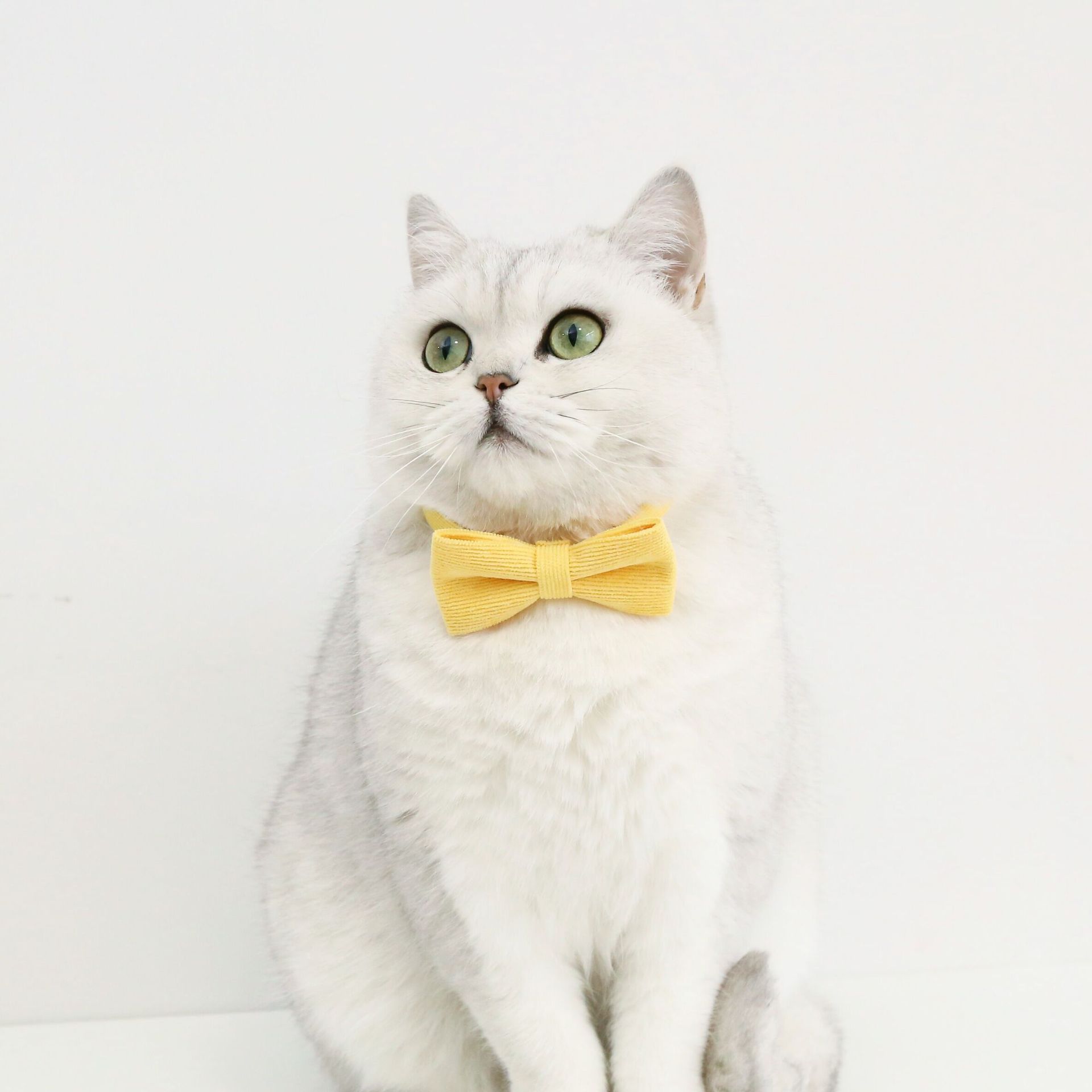 Collar de corbata de color caramelo para mascotas, gato, perro, caballo, arco, accesorios de cumpleaños, anti-asfixia comercio exterior