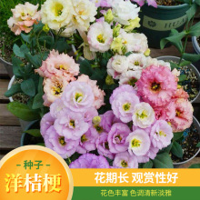 ۹NļN׻҃Իܲ҃_ֲﻨNӴȫ