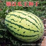 懒汉瓜王西瓜种子种籽子超甜大薄皮瓜高产瓜苗稀爪南方水果籽