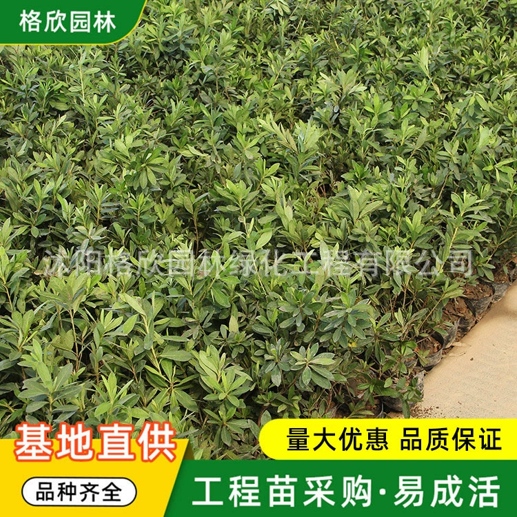 Продажа саженцев рододендрона во дворе горшечных растений с зелеными цветами саженцев Азалии Саженцы Азалии