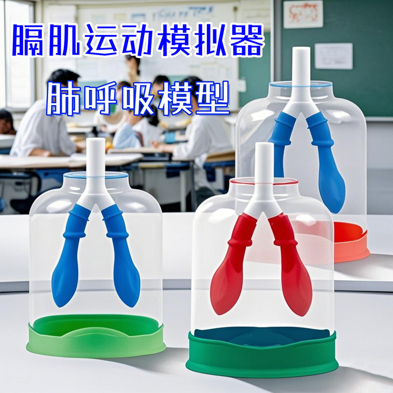 Lung breathing model diaphragm movement simulation demonstrator lung working principle demonstration biology teaching aids Lung breathing model diaphragm movement simulation demonstrator lung working principle demonstration biology teaching aids