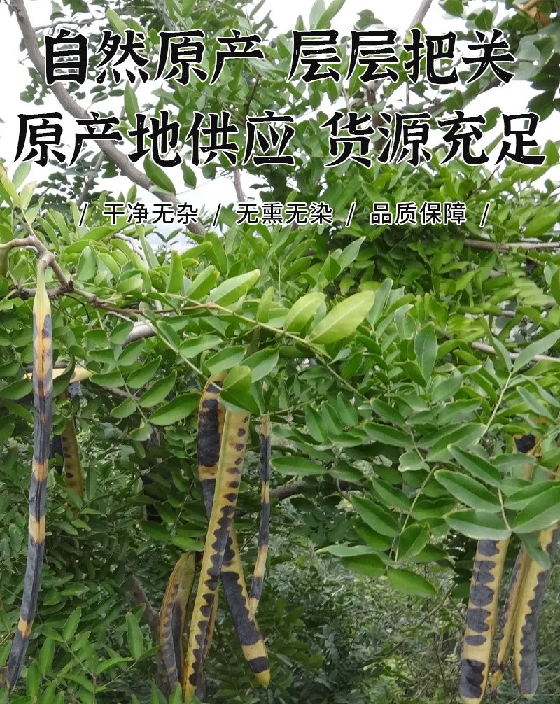 Zao Jiao Chinese Honey Locust Pods 500g Dried Gleditsia sinensis Traditional Herbal Rinse Ingredient in use