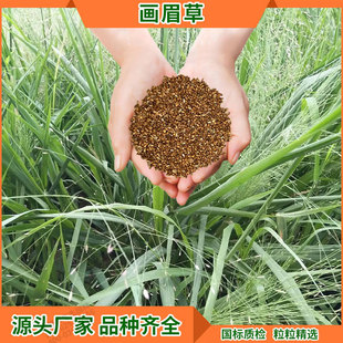 Community Greening Lawn Seeds Perennial Grass Seeds Road Landscaping Dog Tooth Grass Crested Grass Wholesale Turf Slope Protection