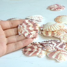平纹彩贝DIY贝壳原料批发 彩虹扇贝4-6厘米地中海装饰一斤彩贝