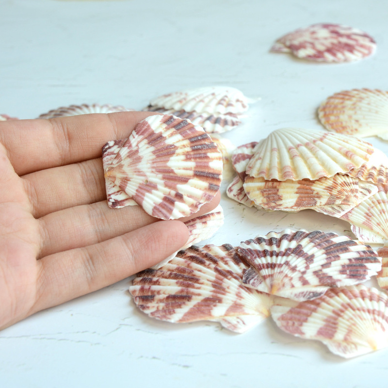 Plain color shell DIY shell raw material wholesale rainbow scallop 4-6cm Mediterranean decoration a kilo of color shell Plain color shell DIY shell raw material wholesale rainbow scallop 4-6cm Mediterranean decoration a kilo of color shell