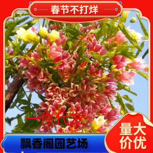 һ�����l�Ĺڻ�������������Ի���Ԫ������辰ͥԺ���F���绨��