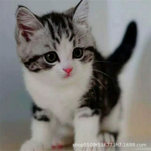 ����؈���w����؈����؈����������˾���_؈�����Lë�����B��ֱ�l