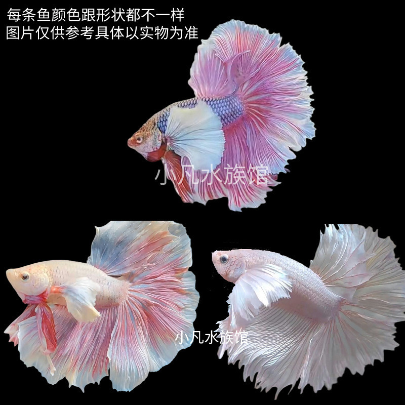 泰国斗鱼仙女款纯白半月超美网红小型淡水热带冷水观赏鱼好养耐活|undefined