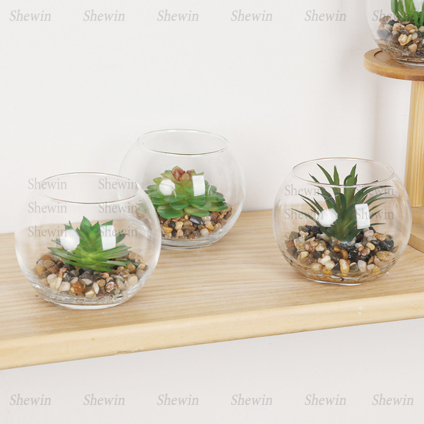 Spot apple leaf tropical plant succulent micro-landscape desert…