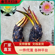 一件代发大睡莲水培植物大根块碗莲花卉室内好养四季开花水养池塘