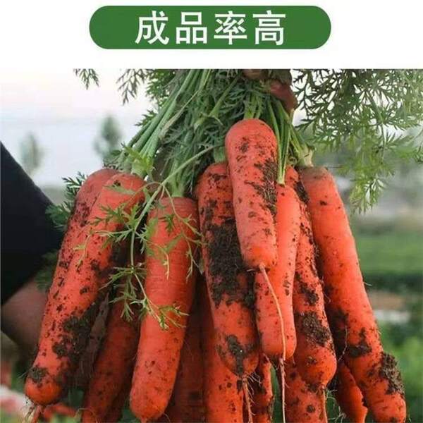One pound of carrot seeds