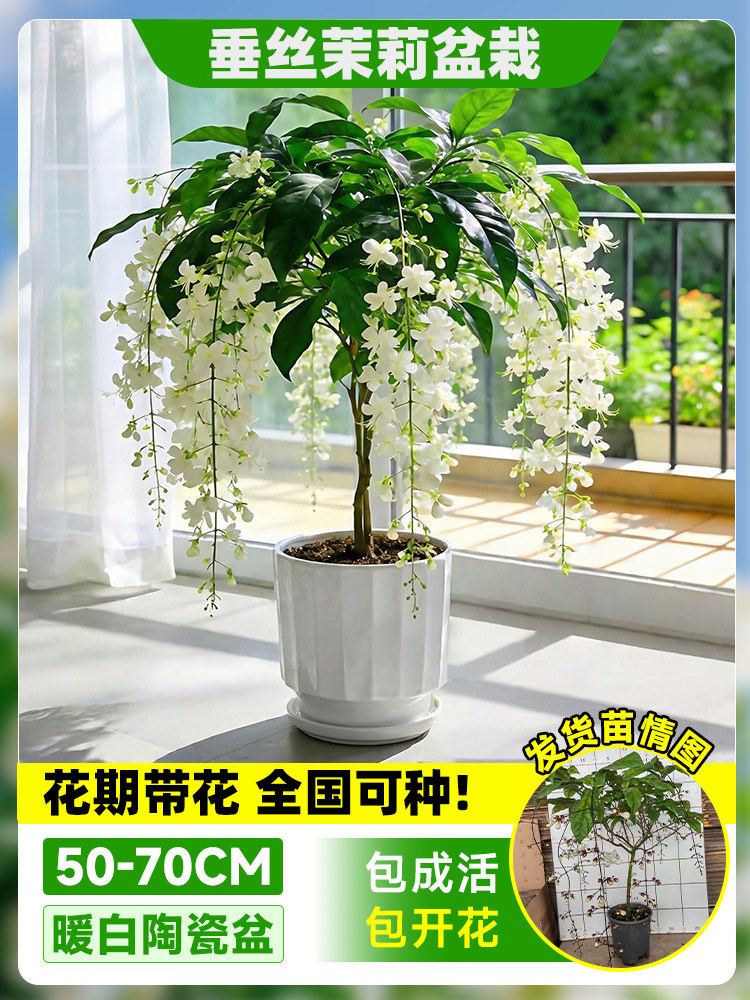 Flores de jazmín en maceta, flores de fragancia fina, fáciles de cultivar en interiores y exteriores, flores perennes ornamentales. image 18