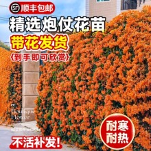 炮仗花爬藤植物大苗阳台庭院老桩多季开花耐寒凌霄花攀援花卉可种