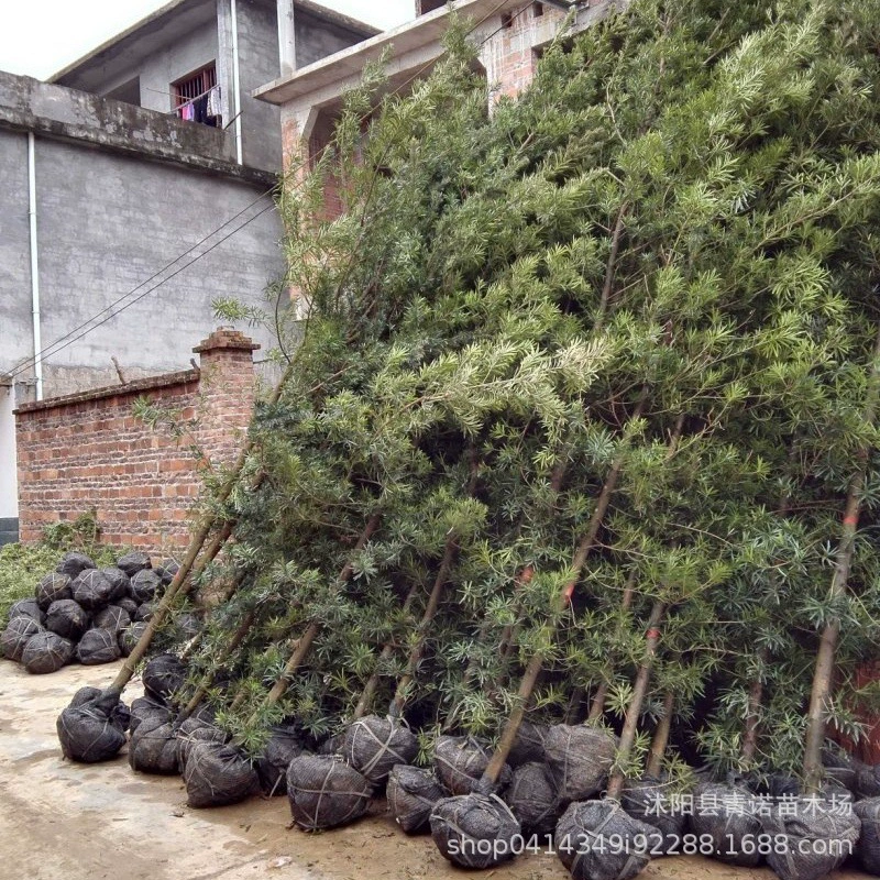 Язык воробья Луо Хан сосна саженец большой лист Луо Хан сосна просо лист бонсай двор зеленый растительный материал моделирование карлик