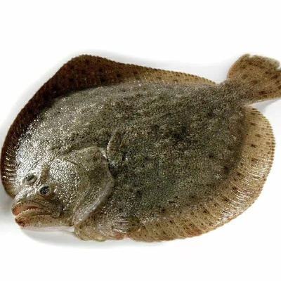 Turbot fresh Freezing Seafood Aquatic products Flounder Turbot Fresh Red Net snack specialty