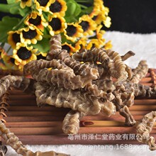 中药材批发 地参 虫草参不老草 起阳草 一件发  大货直供