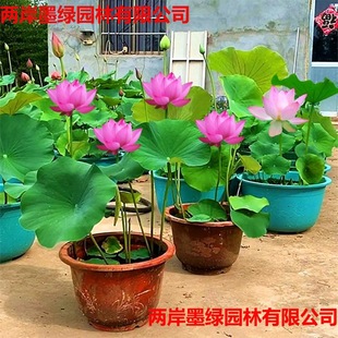 ɏź�N����ɻ�������ˮ�Bɏ������ʳ�ó����^�p˯ɏˮ����ɏ�Nź