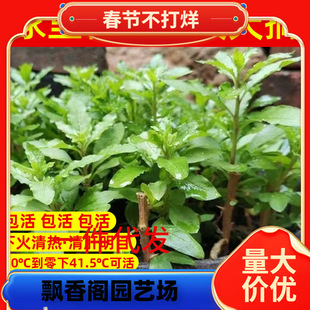 ��轘�����~ʳ������~���҃�ֲ�����Ծ����r�߲������ļ��Nֲ��