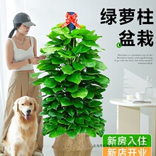 大叶绿萝柱盆栽客厅大型绿植办公室内除甲醛净化空气新房好养绿箩
