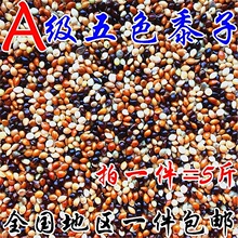 虎皮牡丹玄凤中小型鹦鹉鸟食饲料五色黍子鹦鹉混合粮谷子包邮