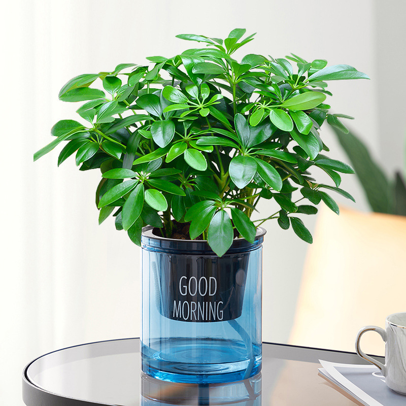 행운나무 4그루 25-30cm + 파란색 굿모닝 화분 + 영양액