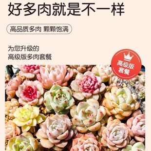Succulent Plant Indoor Small Potted Plant Exquisite Combination Jade Dew with Pot with Soil Succulent Large Plant Easy to Grow Florals and Green Plants