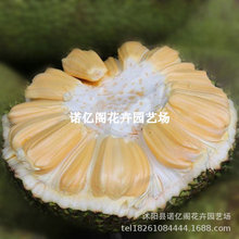 ���}�ۘ����޽�̩���t��ɰ������ļ���ɏ��ľ���}�۹�����ͥԺ