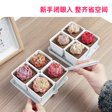 美莳种多肉植物的花盆组合塑料创意小白方带托盘一体控根金小