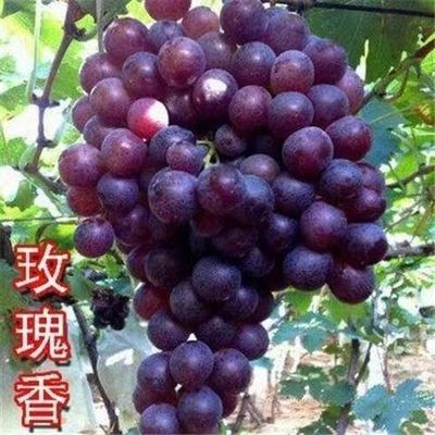 장미향기 5년근 모종 [올해의 성과] +30cm(포함)~40cm(제외)