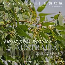 有机澳洲尤加利精油  澳大利亚丨自然欧植进口天然精油原料供应商