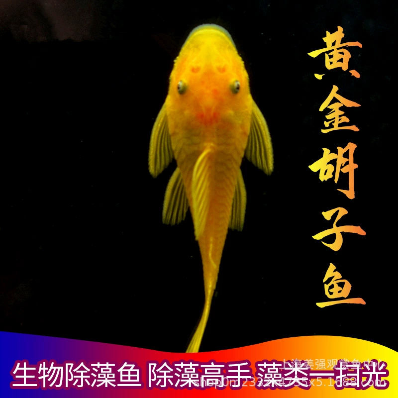 Золотая борода рыба ест шелк водоросли черные водоросли Зеленые водоросли очистить аквариум мусор тропическая рыба живая домашняя рыба Мусорщик