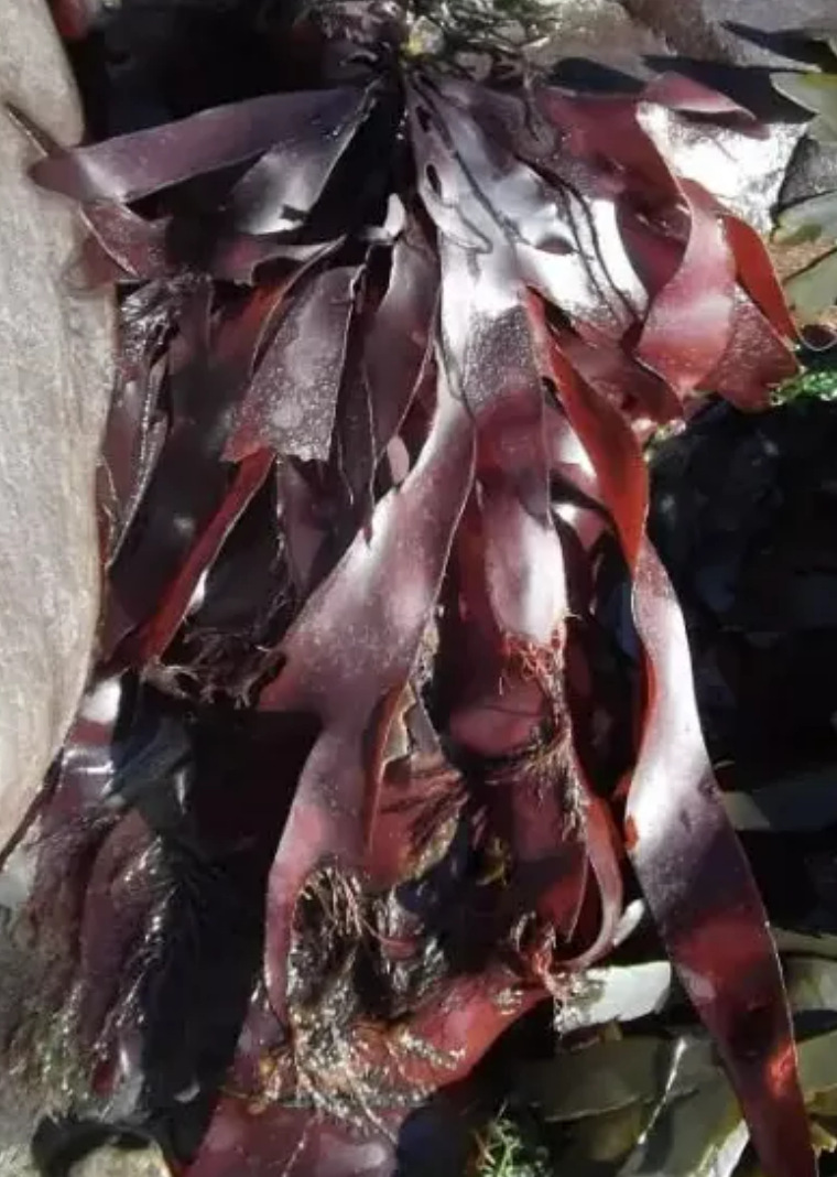 ���׻����������ȡ��Whitonyl