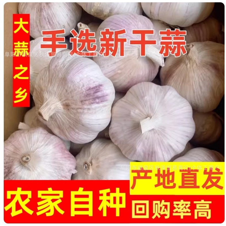 农家蒜头籽斤紫白皮2025山东金乡新鲜斤蒜子大蒜头干蒜5斤批发包